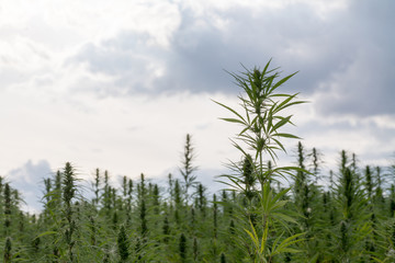canabis on marijuana field ganja farm sativa leaf weed medical hemp hash plantation cannabis legal...
