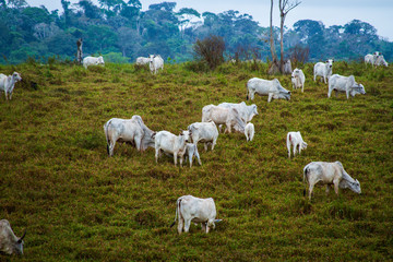 Oxen on pasture on deforested farm - Amazonia, Brazil © Marcio I. Sá