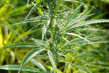 canabis on marijuana field ganja farm sativa leaf weed medical hemp hash plantation cannabis legal...