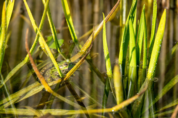Grüner Frosch im Teich