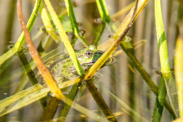 Grüner Frosch im Teich