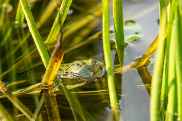 Grüner Frosch im Teich
