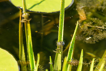 Kaulquappe im Teich