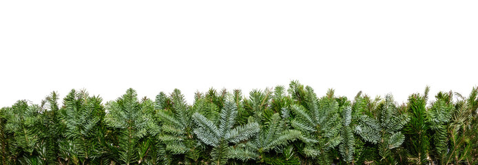 hristmas garland super wide panorama banner with undecorated pure green natural fir branches