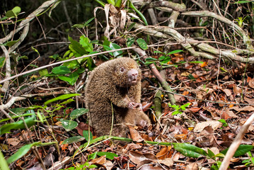 Bristle spined rat photographed in Guarapari, Espirito Santo. Southeast of Brazil. Atlantic Forest Biome. Picture made in 2007.