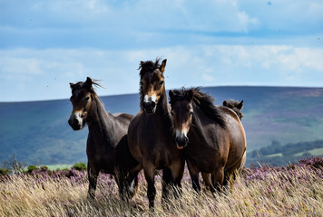 Exmoor Ponies - August 2019