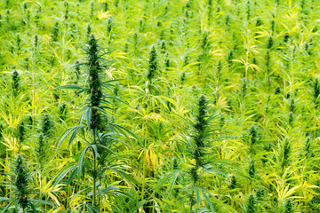canabis on marijuana field ganja farm sativa leaf weed medical hemp hash plantation cannabis legal...