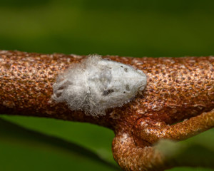 White and fluffy Citrus Flatid planthopper sitting on a tree branch