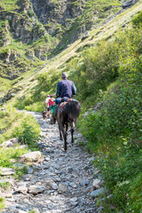 passeggiate a cavallo sui sentieri alpini