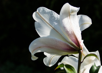  flowers, garden, summer