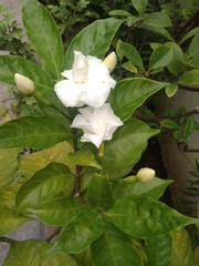 Chandni flowers in the garden