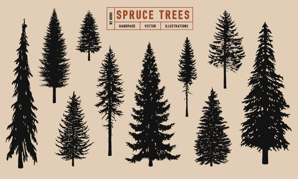 Spruce tree silhouette vector illustration hand drawn