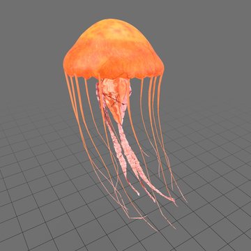 Jellyfish 3
