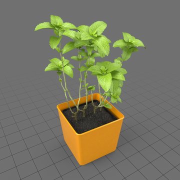 Mint growing in planter