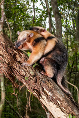 Southern tamandua  photographed in Guarapari, Espirito Santo. Southeast of Brazil. Atlantic Forest Biome. Picture made in 2007.
