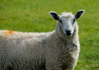 Fototapeta premium Sheep at Porlock - August 2019
