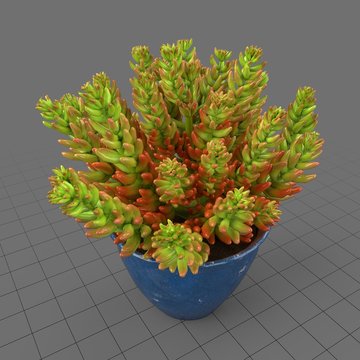 Succulent in planter