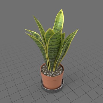 Snake plant growing in planter