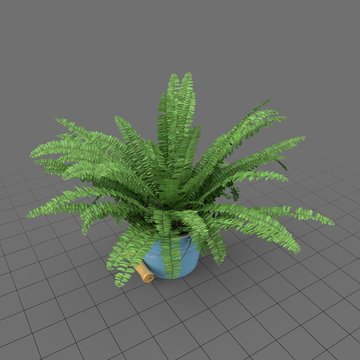 Fern in bucket