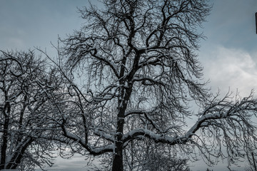 Winterlandschaft, Winterlandscape