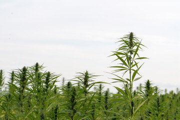canabis on marijuana field ganja farm sativa leaf weed medical hemp hash plantation cannabis legal...