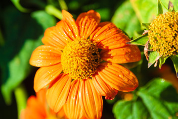 Close-up of a Mexican sunflower.