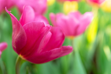 Close up bright colorful pink tulip blooms in spring morning. Spring background with beautiful pink tulips.