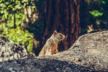 Yosemite National Park, California, USA