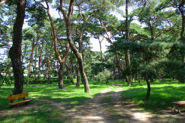 하동송림.소나무. 숲.피톤치드.산림욕. 공원.휴식.배경.풍경.