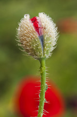 Papaver somniferum subs segetum the opium or breadseed poppy wild red plant uncommon in Andalusia