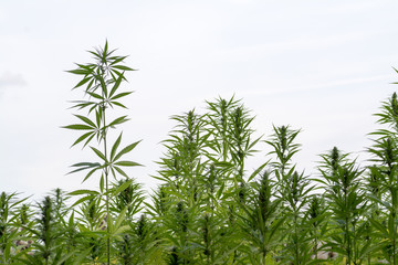 canabis on marijuana field ganja farm sativa leaf weed medical hemp hash plantation cannabis legal...