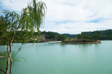 Obraz premium tree in the water - manavgat river