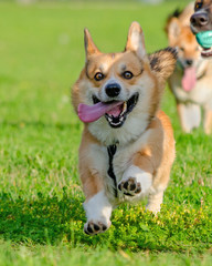 Young energetic welsh corgi pembroke is running. Corgi with a long tail. How to protect your dog from overheating. Dog is getting thirsty.