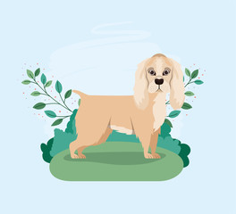 cute cocker spaniel dog pet in the camp