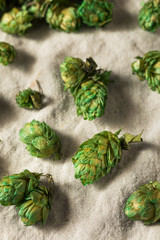 Raw Green Organic Fresh Beer Hops