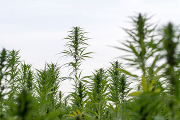 canabis on marijuana field ganja farm sativa leaf weed medical hemp hash plantation cannabis legal...