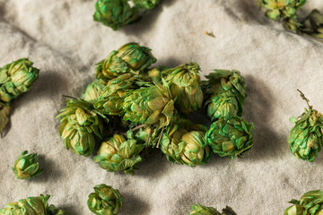 Raw Green Organic Fresh Beer Hops