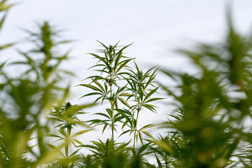 canabis on marijuana field ganja farm sativa leaf weed medical hemp hash plantation cannabis legal or illegal drug