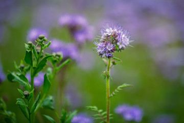 Field of phacelia in Chuvashia,filmed on a cloudy day