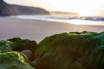 Algae on rock at a beautiful beach at the Algarve in Portugal 