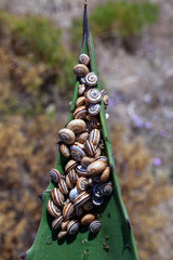 Many snails gathering on leaf