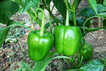 green pepper or bell pepper on plant growing in garden,ready to harvest 
