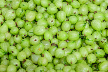 Large group of green gooseberries in soft focus, latin name Ribes uva-crispa or Ribes grossularia