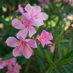 gently pink flowers on a bright sunny day