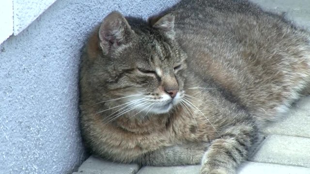 Gem&uuml;tlich liegt der grau getigerte Kater neben der Hausmauer