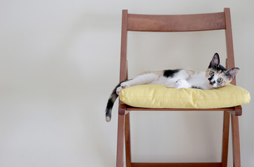 Cat puppy lying on a chair