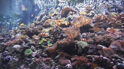 Unusual bright exotic orange fish swim underwater