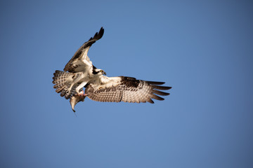 Osprey flying in beautiful blue sky.