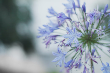 Beautiful blue flower with blurry bokeh background