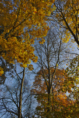 Colorful vibrant autumn treetops in fall forest